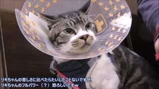 リキちゃん動物病院で本気の激おこ！注射されて超機嫌の悪い猫ゴジラ猫・ミニラ猫・うなる！威嚇する！腰抜ける！【リキちゃんねる　猫動画】Cat videos キジトラ猫との暮らし