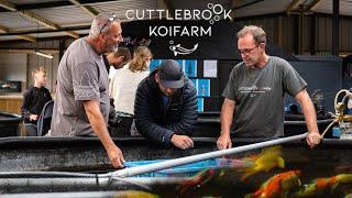 Picking a new MEGA koi to grow on!!! Cuttlebrook koi farm open day