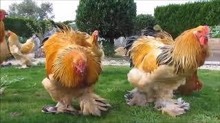 Разные породы кур. Драка петухов. Курица с цыплятами. Как поют петухи.