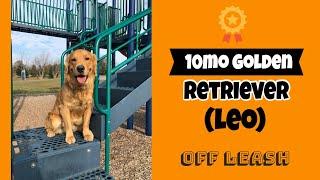 10mo Golden Retriever (Leo) | Best Dog trainers in Philly | OLK9 Philadelphia | Off Leash Obedience