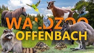 Waldzoo Offenbach - Klein aber fein? | Zoo-Eindruck
