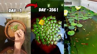 Old Fridge to Fish Pond | Nine-Month Transformation | Guppy Fish & Water plants #guppy #waterplants