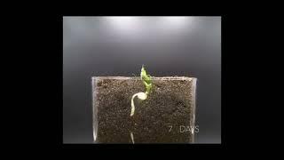 Time lapse Vedio of seed to tree