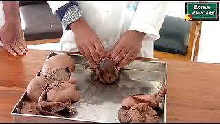 Female external genital organ (Demo for viva) || 1st professional MBBS