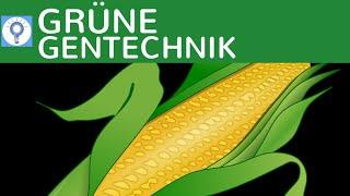 Grüne Gentechnik - Transgene Pflanzen & Transgene Tiere einfach erklärt & Beispiele | Gentechnologie