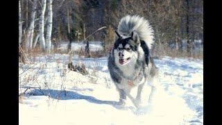 for  memory of  My Gorgeous  Alaskan  Malamute...Max