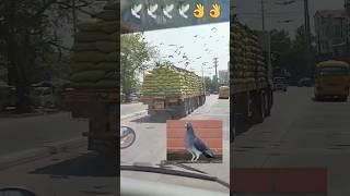 vlog_Day 211kabutar ko Is Tarah Se Dana khilaye #shots#piegion#bird#kabutar#viral#pets #trend