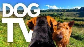 GoPro DogTV | 10hrs of Serene Virtual Dog Walks Through Relaxing Country Parks  Dog POV