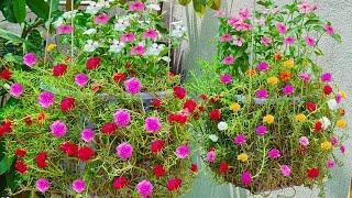 How to grow beautiful Portulaca Grandiflora flower in hanging Pots. Portulaca Grandiflora Cuttings