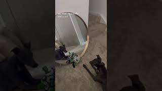 Cute whippet puppy barking at herself in the mirror #shorts #dog #sighthound #whippet #puppy