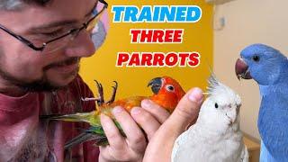 I trained a Ringneck Parakeet, Sun Conure, and Cockatiel