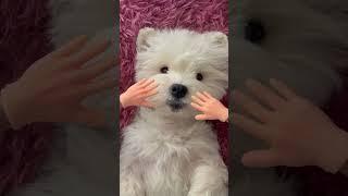 ASMR | Bai's Immersive Daily Care Spa