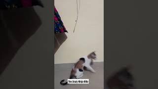 Funny Cat Jumping #travelbeam #shorts