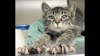 Well, where is your new sofa!  Funny video with cats and kittens for a good mood! 
