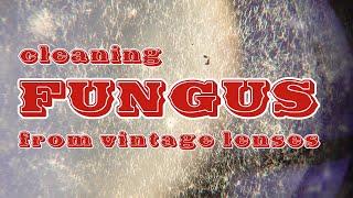 Cleaning FUNGUS from vintage lenses!! Tools and method.