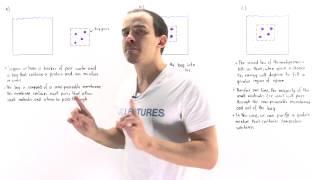 Dialysis (Protein Purification)