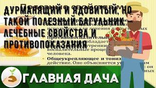 Дурманящий и ядовитый, но такой полезный багульник — лечебные свойства и противопоказания