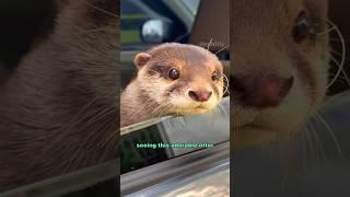 Cute otter #shortvideo #cute #otter #animals #healing #shorts