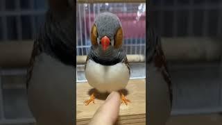 Zebra Finch Sound || Tamed Finch || Zebra finch male