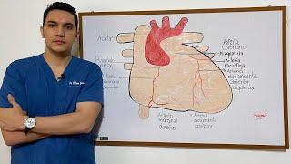 Anatomía - Circulación - Irrigación - Sistema Eléctrico del Corazón | Dr. William Guerrero