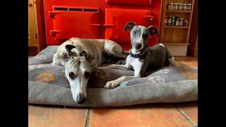 Can You Help Answer 24 Whippet Questions?