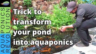 fish pond transformed into aquaponics | pond trick