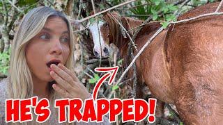 My Horse Got TRAPPED & COULDN'T GET OUT! *Had to Rescue Him*