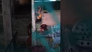 brown chicken #video #farming #lifeinasia #stressrelief #dailylife #thisislife