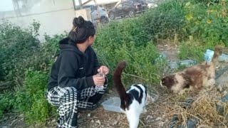 Collected some foodfor Cats || Playing with cats, having fun|| I love it so much..