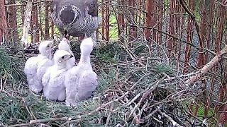 Goshawk(Accipiter gentilis)~Ruudi is calling!  Alla out & came home with bird ~5:25 AM 2022/05/20