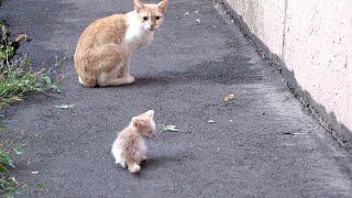 Tiny kitten is crying because his mother abandoned him