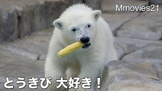Polar Bear feeding ホッキョクグマ ララの作戦が秀逸