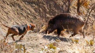 EPIC HUGE BOAR HUNTS:  FEARLESS Dogs, Perfect HOG SHOTS, Best HUNTING Scenes!