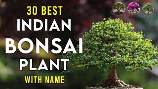 30 best plants for bonsai in India | bonsai trees for beginners | Indian bonsai plant identification