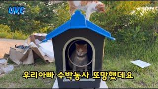 농사 어렵네 ㅠㅠ 망한듯
