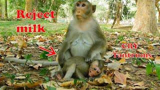 Anna reject milk baby monkey Alba, Alba cries tantrums in front of mom