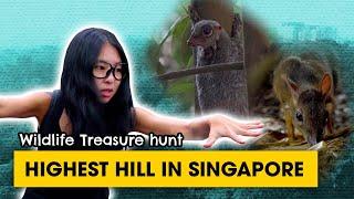 Singapore protects corridors for wildlife to travel! | Exploring with MJ