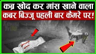 रहस्य्मयी कबर बिज्जू, दुनिया का सबसे निडर और गुस्सैल जानवर | Mysterious animal in the world