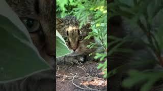 Майский лес и лесной котик. The May forest and the forest cat #cat #barsik