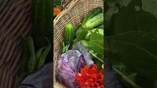 This Morning’s Harvest from My Victory Garden