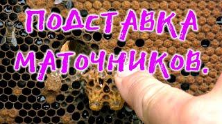 ПОДСТАВКА МАТОЧНИКОВ В СЕМЬИ, ОТВОДКИ. ЗАМЕНА ПЧЕЛОМАТКИ.