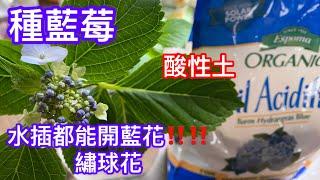 如何判斷酸性土‼️種藍莓必種繡球花！水插繁殖繡球花太容易‼️如何種植繡球花️