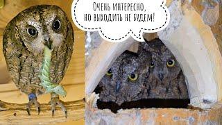 For the owls the caterpillars were delivered! It's terribly beautiful! The owl Luchik is scared