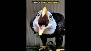 Other scary bird spunds vs dis one ️ | #bird #sound #eagle #shonedit #newyork #usa