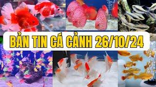 Bản Tín Cá Cảnh Ngày 26 Tháng 10, Các Loại Cá Cảnh Thủy Sinh Đẹp, Các Dòng Cá Cảnh Đẹp HCM