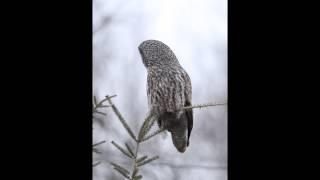 Great Gray Owl