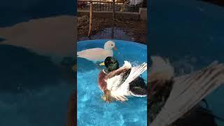 Miniature Call Ducks Play In Swimming Pool #shorts