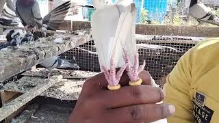 ahllahbadi kabootar kagji   top quality ke golden kabootar #trending #pigeon #kabootarbazi