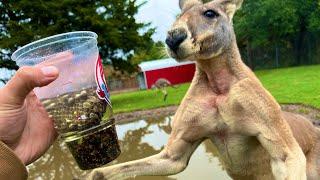 I Fed Wasps and Gasoline to a Kangaroo