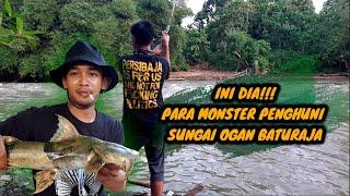 Ini Dia!!! Para MONSTER Penghuni Sungai Ogan, Baturaja!!!